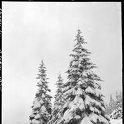 Cover image of Pepper's dog team, Glacier, snow covered trees