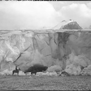 Cover image of Athabasca Glacier, toe & ice cave