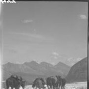 Cover image of Trip to Icefield, packtrain on icefield