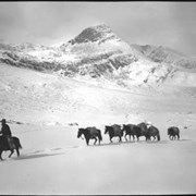 Cover image of Packtrain, Columbia Icefield trip