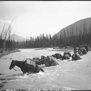 Cover image of Columbia Icefield trip, fording the Sunwapta River