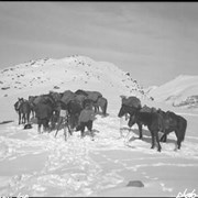 Cover image of Columbia Icefield trip, packtrain & company