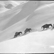 Cover image of Columbia Icefield trip, packtrain on Jonas Pass