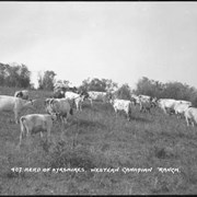 Cover image of 407. Herd of Ayrshires, western Canadian ranch