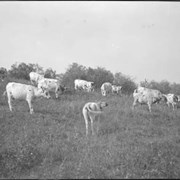 Cover image of Cattle