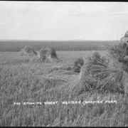 Cover image of 408. Stooking wheat, Western Canadian farm