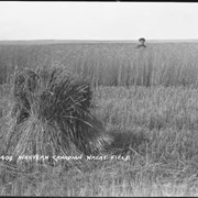 Cover image of 409. Western Canadian wheat field