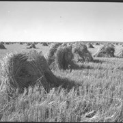 Cover image of Haystacks