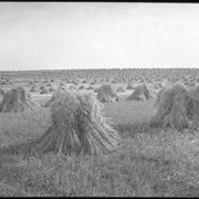 Cover image of Haystacks