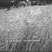 Cover image of 411. Wheat field, Western Canada