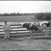 Cover image of Farmer & cow