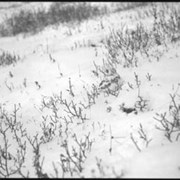 Cover image of Ptarmigan, winter