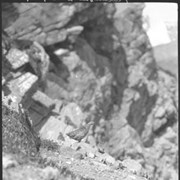 Cover image of Ptarmigan with young