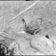 Cover image of Bird, Willow Grouse