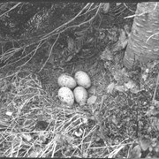 Cover image of Fool Hen nest, Kootenay Valley