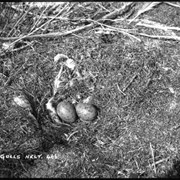 Cover image of 466. Gulls nest, Johnson Lake