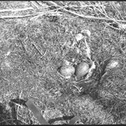 Cover image of Gulls nest, Johnson Lake