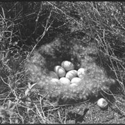 Cover image of Bird nest