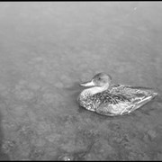 Cover image of Duck