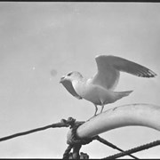 Cover image of Gull, Victoria