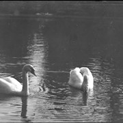 Cover image of Swans, Victoria