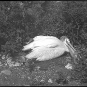 Cover image of Bird, Pelican (Johnson Lake?)