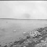 Cover image of Flock of Pelicans, Johnson Lake