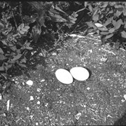 Cover image of Bird's nest, Johnson Lake