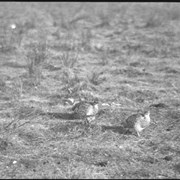 Cover image of Prairie Chicken dance