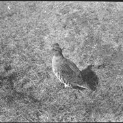 Cover image of Prairie Chicken Dance