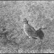 Cover image of [Hungarian partridge]