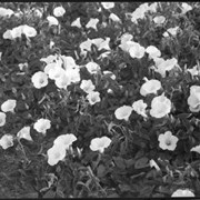 Cover image of Morning glories