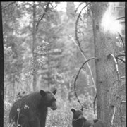 Cover image of 625. Black bear & cubs