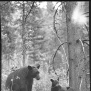 Cover image of 3 bears, from book