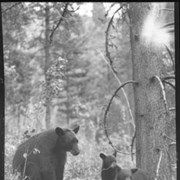 Cover image of Bear and two cubs
