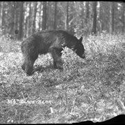 Cover image of 356. Black bear