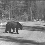 Cover image of Bear on hwy : [bear on highway]
