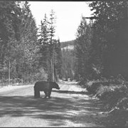 Cover image of Bear on hwy : [bear on highway]