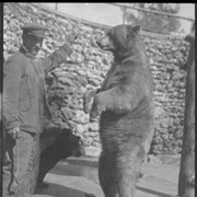 Cover image of 355. Cinnamon bears, Banff zoo with man