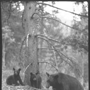Cover image of Mother bear & two cubs