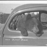 Cover image of Bear in car