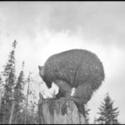 Cover image of Bear on stump  [file title]