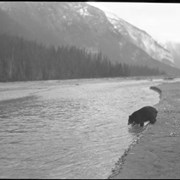 Cover image of Bear drinking in river