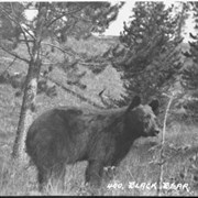 Cover image of 400. Black bear