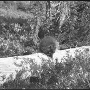 Cover image of Porcupine