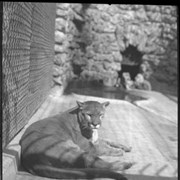 Cover image of 196. Mountain lion, zoo, Banff