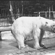 Cover image of 97. Polar bear, zoo