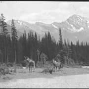 Cover image of 877. Moose on Banff-Windermere Highway