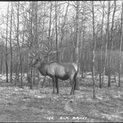 Cover image of 195. Elk, Banff