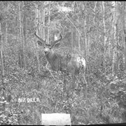 Cover image of 817. Deer